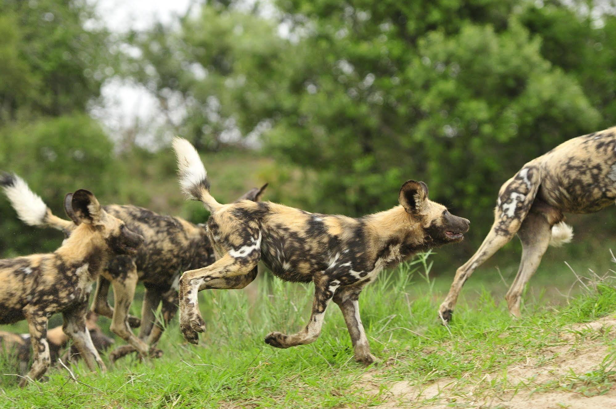 Inyati Game Lodge Metsi Dış mekan fotoğraf