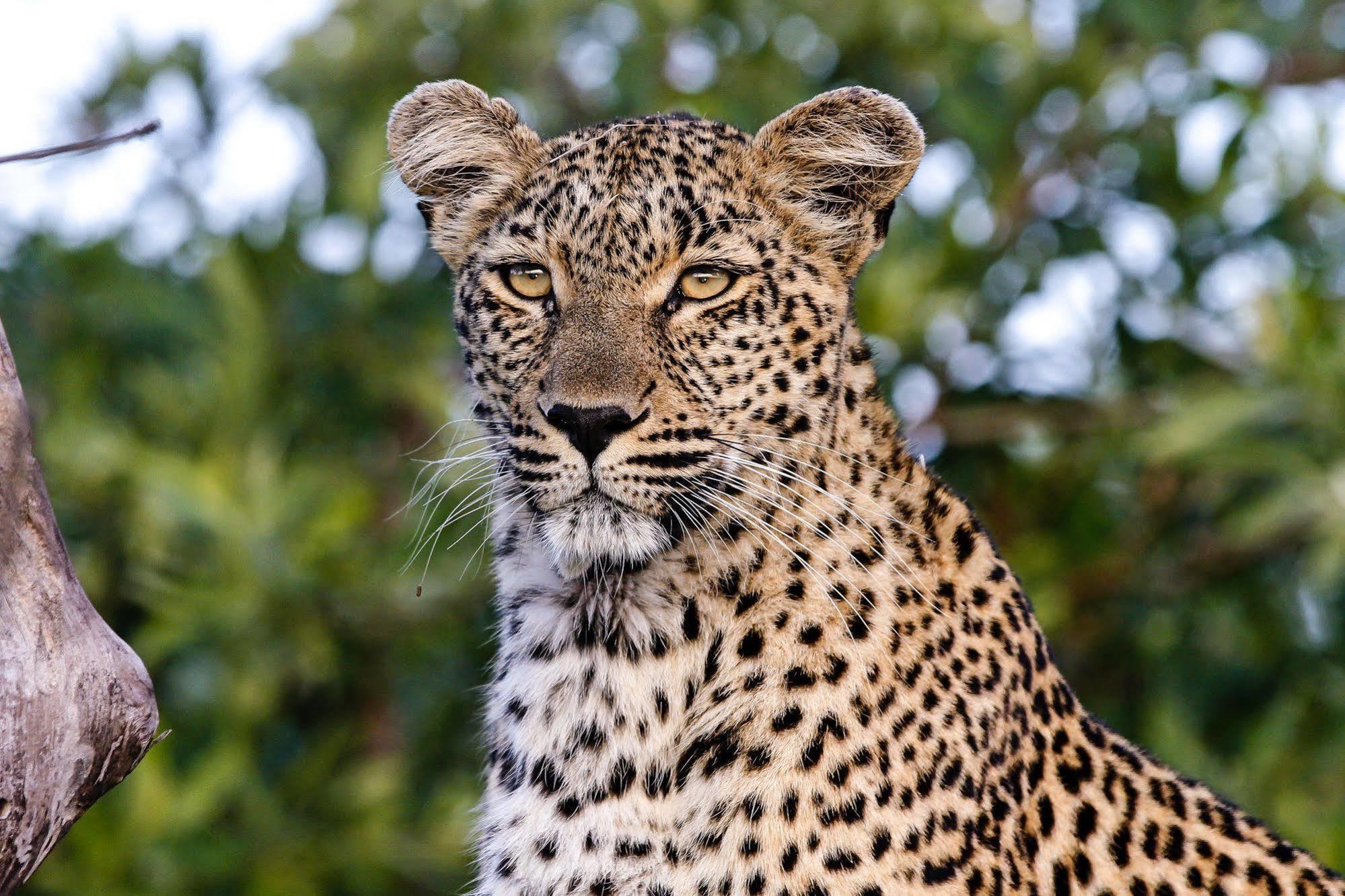 Inyati Game Lodge Metsi Dış mekan fotoğraf